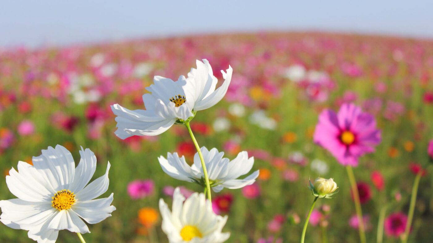 fioramo fiori online (1)