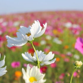 fioramo fiori online (1)