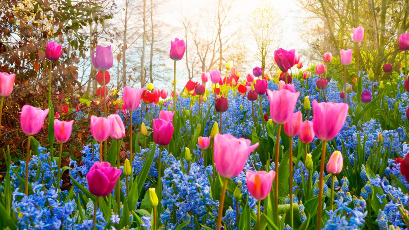 fioramo fiori online (3)