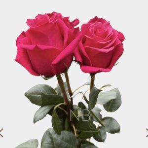 R GR CHERRY O