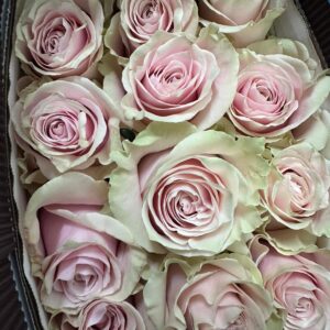 R GR PINK MONDIAL