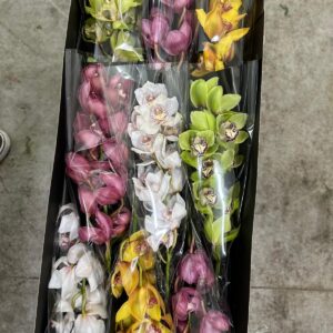 Orchidee