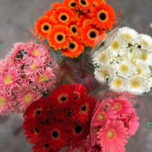 Gerbera