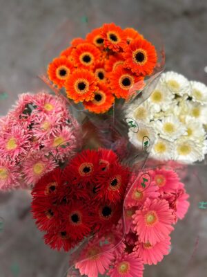 Gerbera