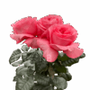 R GR PINK XPRESSION
