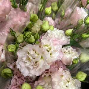 LISIANTHUS CELEB LIGHT PINK