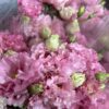 LISIANTHUS CELEB PINK
