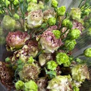 LISIANTHUS CHOCO