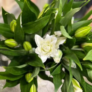 LILIUM DOPPIO BIANCO