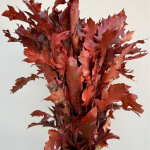 QUERCIA ROSSA