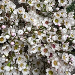 WAX FLOWER BIANCO