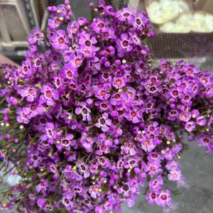 WAX FLOWER VIOLA