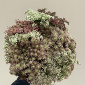 DAUCUS CAROTA
