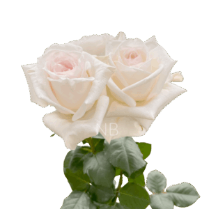 R GR WHITE O'HARA