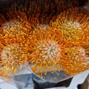 NUTANS ARANCIONI