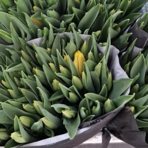 TULIPANO