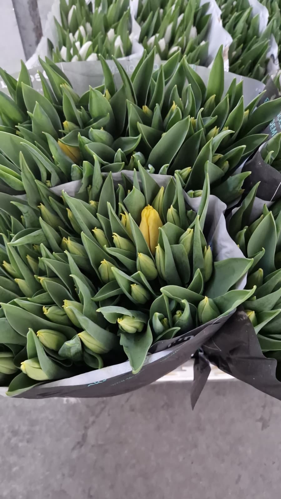 TULIPANO