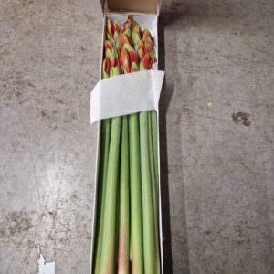 AMARYLLIS ROSSO