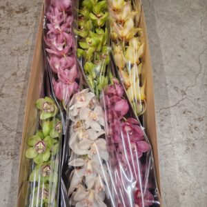 CYMBIDIUM