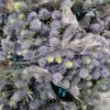 ERYNGIUM SUPERNOVA