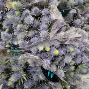 ERYNGIUM SUPERNOVA