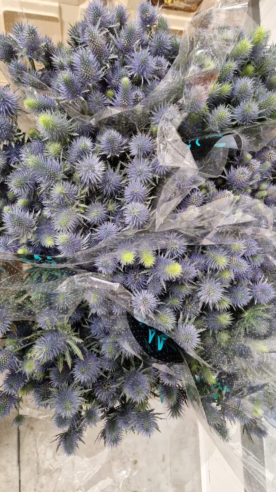 ERYNGIUM SUPERNOVA