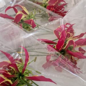 GLORIOSA