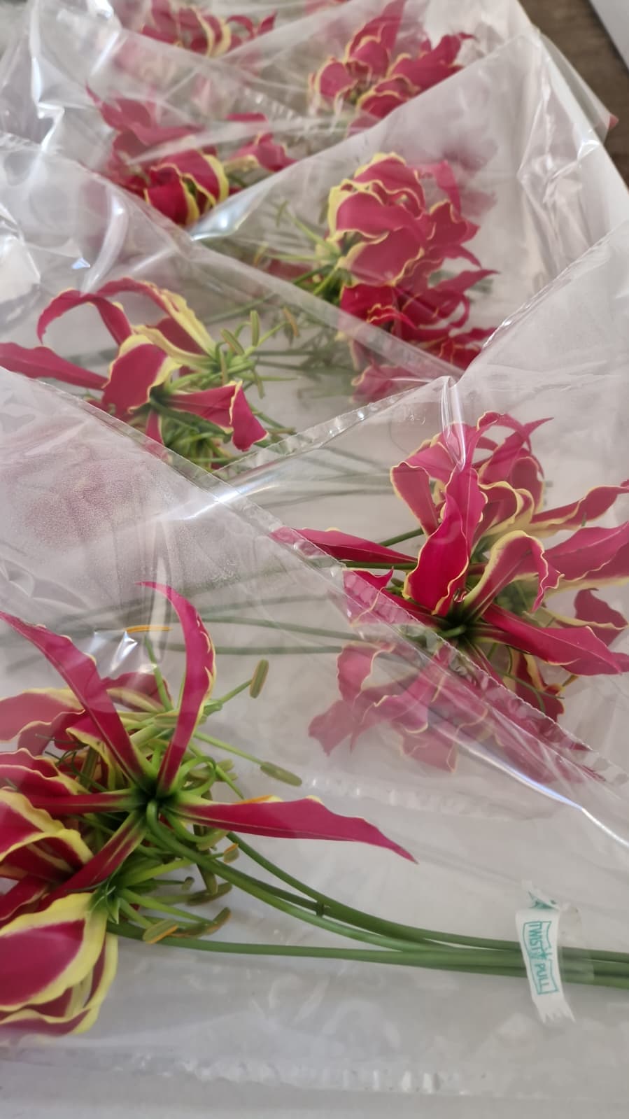 GLORIOSA