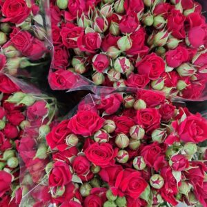 R SPRAY MIRABEL