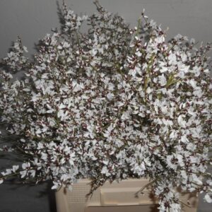 GINESTRA