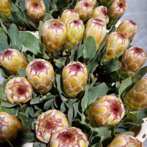 PROTEA GRANDICOLOR