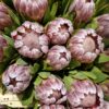 PROTEA VENUS