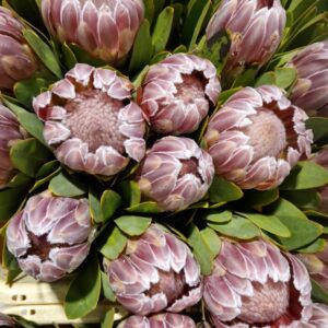 PROTEA VENUS