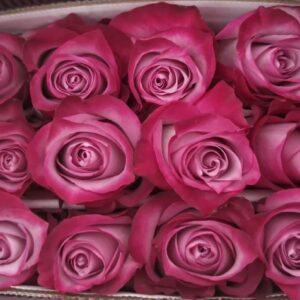 R GR DEEP PURPLE