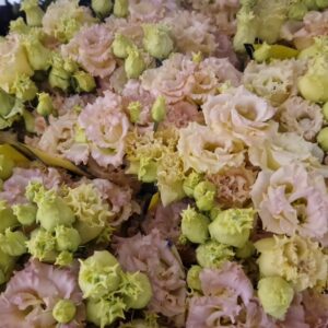 LISIANTHUS ALISSA CHAMPAGNE