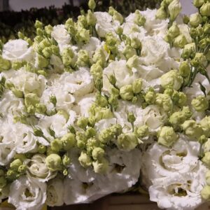 LISIANTHUS ALISSA PURE WHITE