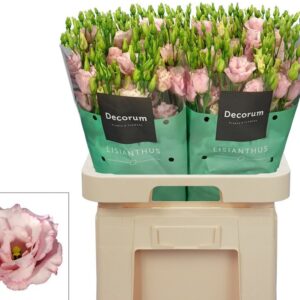 LISIANTHUS DECORUM