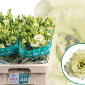 LISIANTHUS ALISSA GREEN