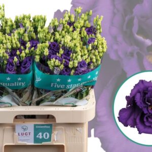 LISIANTHUS ALISSA BLUE