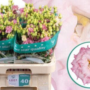 LISIANTHUS ALISSA PINK