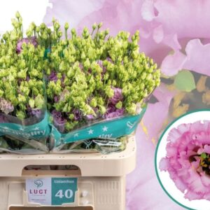 LISIANTHUS JULIUS GRAPE