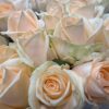 R GR PEACH AVALANCE