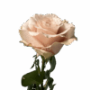 R GR SANDY