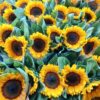 GIRASOLI EXTRA