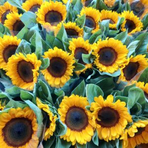 GIRASOLI EXTRA