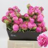 PAEONIA ALEX FLEMING