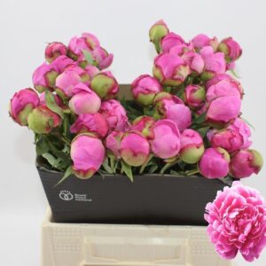 PAEONIA ALEX FLEMING