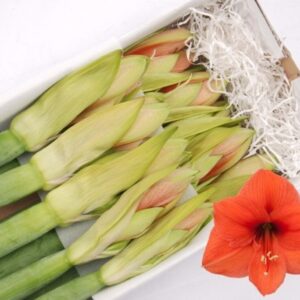 AMARYLLIS DESIRÈ