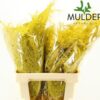 ASPARAGUS SETACEUS