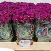 CRISANTEMI ASWAD PURPLE